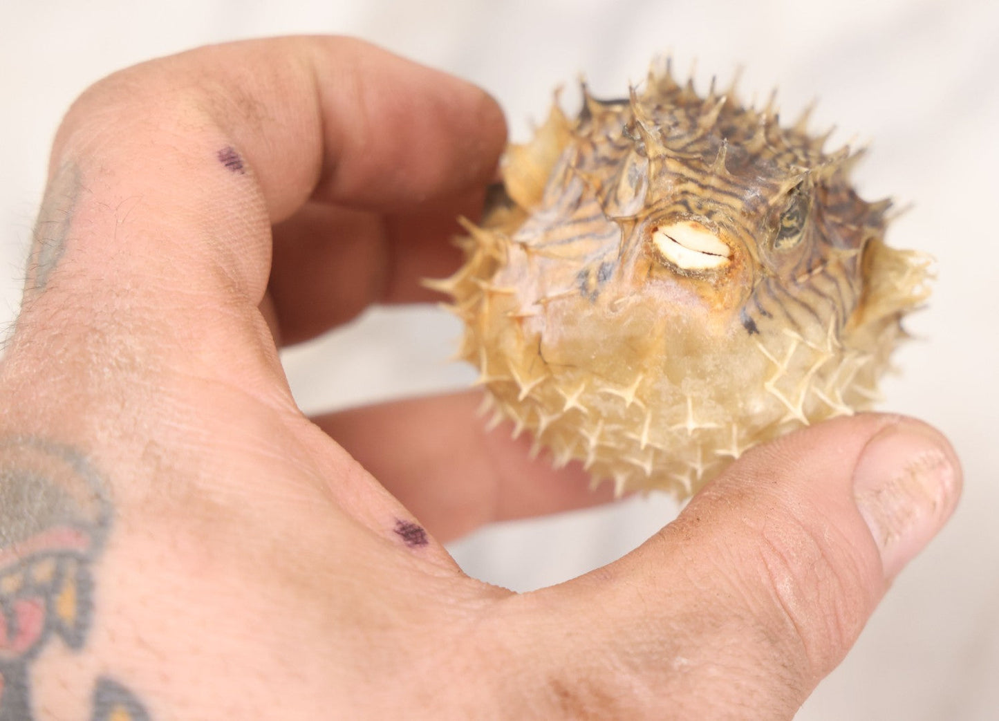Lot 185 - Pair Of Natural Oddities Including Dried Puffer Fish And Horseshoe Crab "Living Fossil" In Plastic Bag