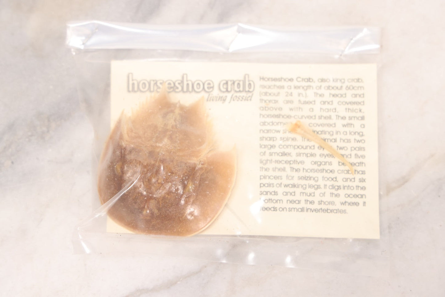 Lot 185 - Pair Of Natural Oddities Including Dried Puffer Fish And Horseshoe Crab "Living Fossil" In Plastic Bag