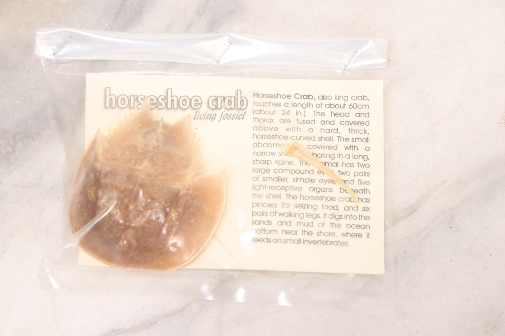 Lot 185 - Pair Of Natural Oddities Including Dried Puffer Fish And Horseshoe Crab "Living Fossil" In Plastic Bag