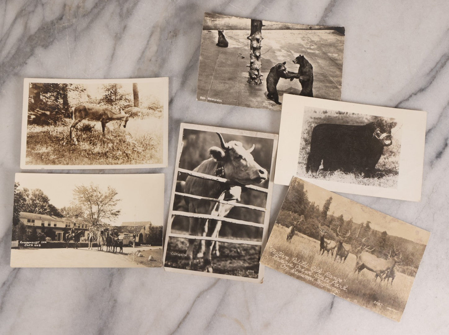 Lot 230 - Grouping Of Six Antique Animal Real Photo Postcards R.P.P.C.. Featuring Wildlife And Rural Scenes Including Bears, Deer, Cattle, Elk, And Horse-Drawn Carriage, Early 20th Century