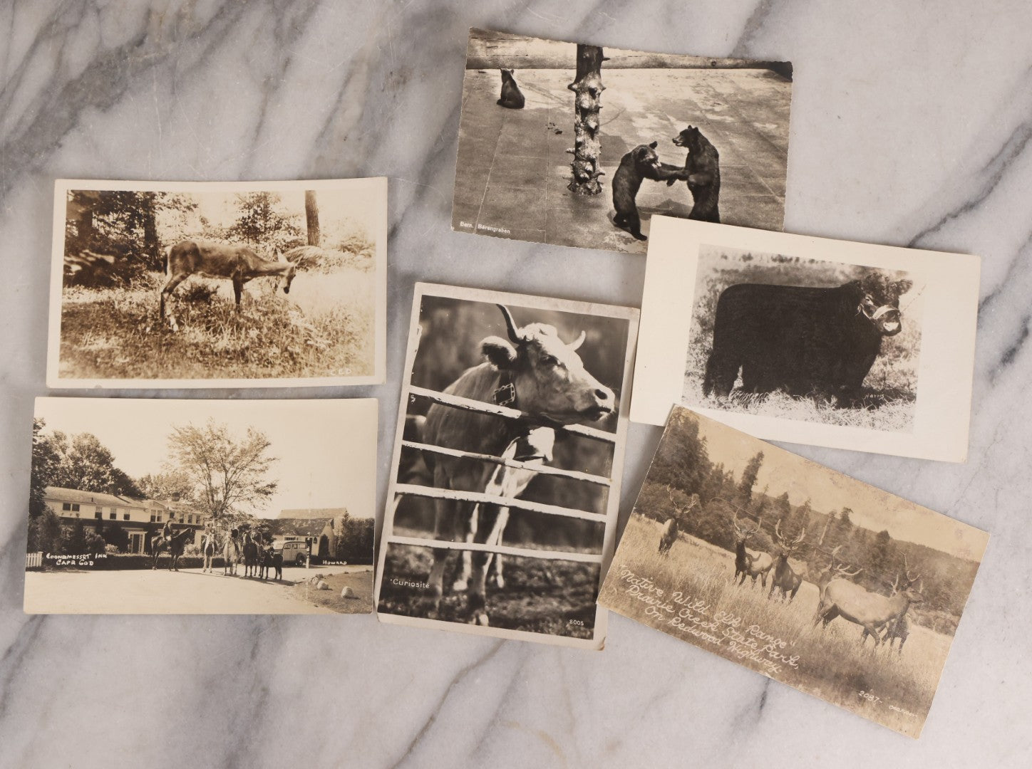 Lot 230 - Grouping Of Six Antique Animal Real Photo Postcards R.P.P.C.. Featuring Wildlife And Rural Scenes Including Bears, Deer, Cattle, Elk, And Horse-Drawn Carriage, Early 20th Century