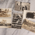 Lot 230 - Grouping Of Six Antique Animal Real Photo Postcards R.P.P.C.. Featuring Wildlife And Rural Scenes Including Bears, Deer, Cattle, Elk, And Horse-Drawn Carriage, Early 20th Century