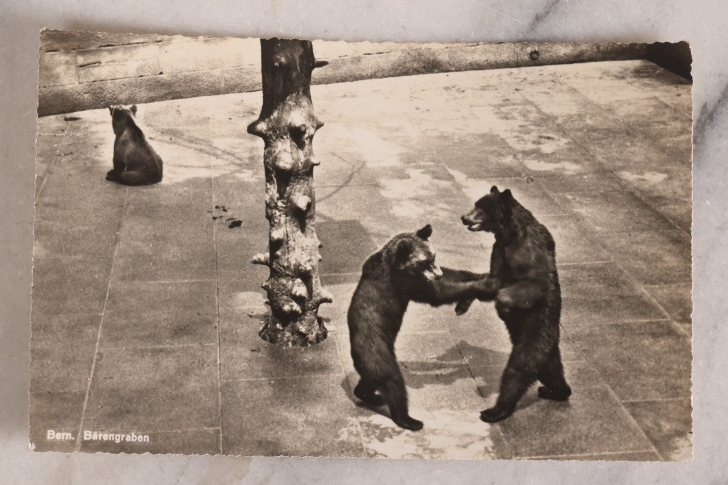 Lot 230 - Grouping Of Six Antique Animal Real Photo Postcards R.P.P.C.. Featuring Wildlife And Rural Scenes Including Bears, Deer, Cattle, Elk, And Horse-Drawn Carriage, Early 20th Century