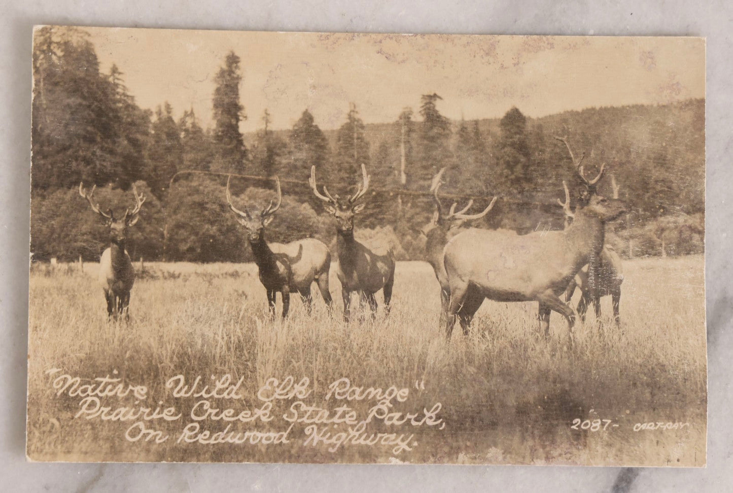 Lot 230 - Grouping Of Six Antique Animal Real Photo Postcards R.P.P.C.. Featuring Wildlife And Rural Scenes Including Bears, Deer, Cattle, Elk, And Horse-Drawn Carriage, Early 20th Century