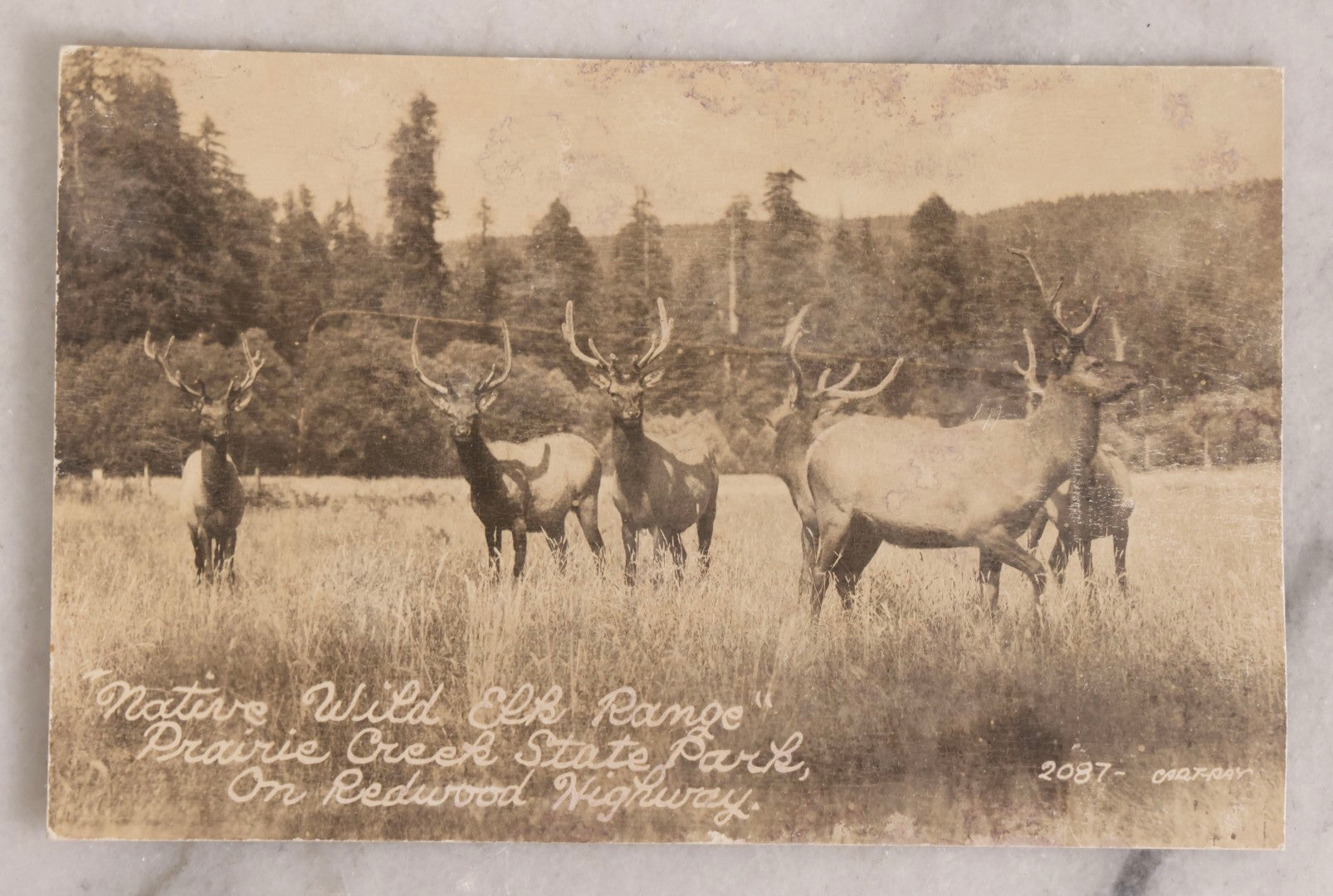 Lot 230 - Grouping Of Six Antique Animal Real Photo Postcards R.P.P.C.. Featuring Wildlife And Rural Scenes Including Bears, Deer, Cattle, Elk, And Horse-Drawn Carriage, Early 20th Century