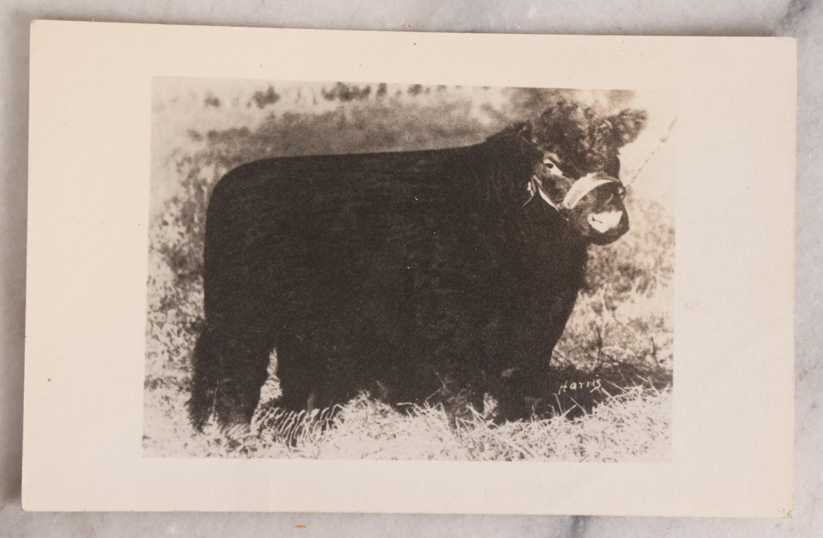 Lot 230 - Grouping Of Six Antique Animal Real Photo Postcards R.P.P.C.. Featuring Wildlife And Rural Scenes Including Bears, Deer, Cattle, Elk, And Horse-Drawn Carriage, Early 20th Century