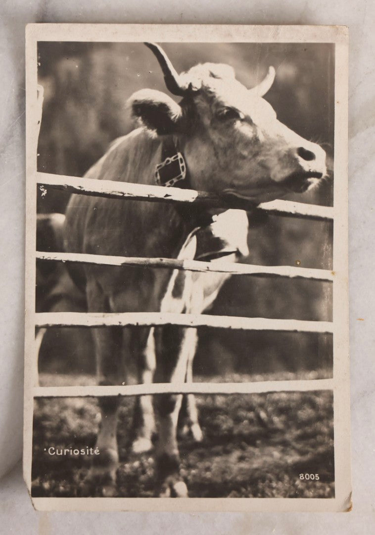 Lot 230 - Grouping Of Six Antique Animal Real Photo Postcards R.P.P.C.. Featuring Wildlife And Rural Scenes Including Bears, Deer, Cattle, Elk, And Horse-Drawn Carriage, Early 20th Century