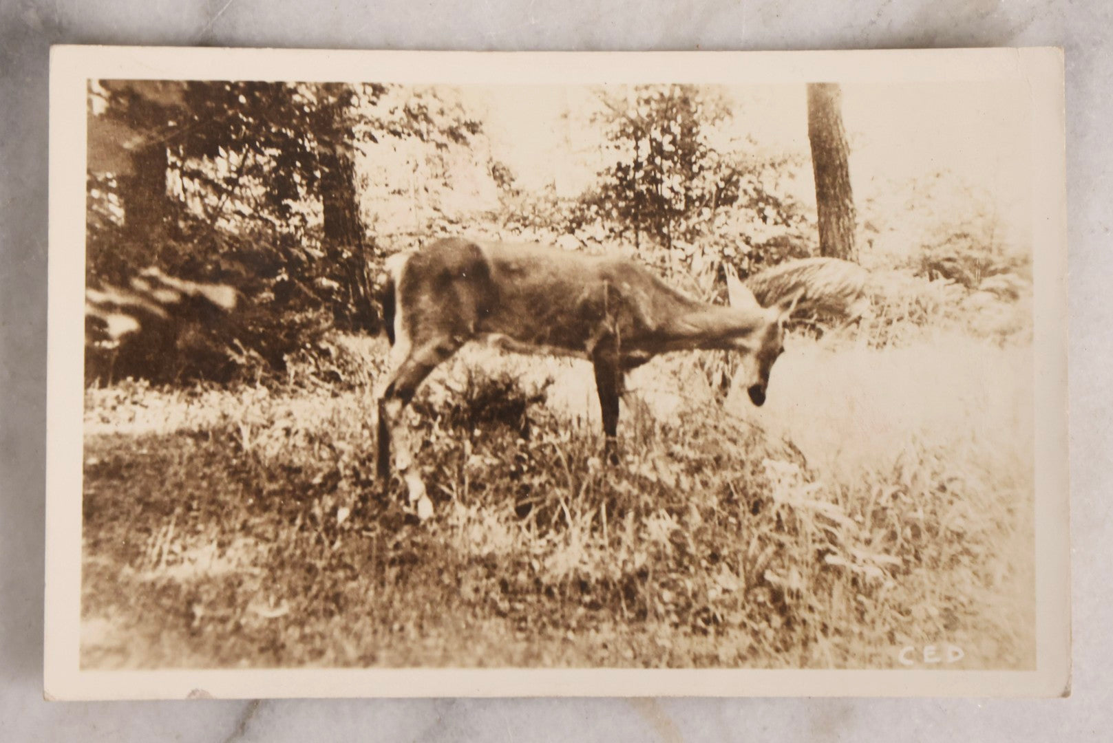 Lot 230 - Grouping Of Six Antique Animal Real Photo Postcards R.P.P.C.. Featuring Wildlife And Rural Scenes Including Bears, Deer, Cattle, Elk, And Horse-Drawn Carriage, Early 20th Century