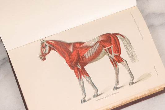 Lot 314 - "Diseases Of The Horse" Antique Veterinary Reference Book With Chromolithograph Plates, U.S. Department Of Agriculture, Government Printing Office, Washington, 1916