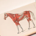 Lot 314 - "Diseases Of The Horse" Antique Veterinary Reference Book With Chromolithograph Plates, U.S. Department Of Agriculture, Government Printing Office, Washington, 1916