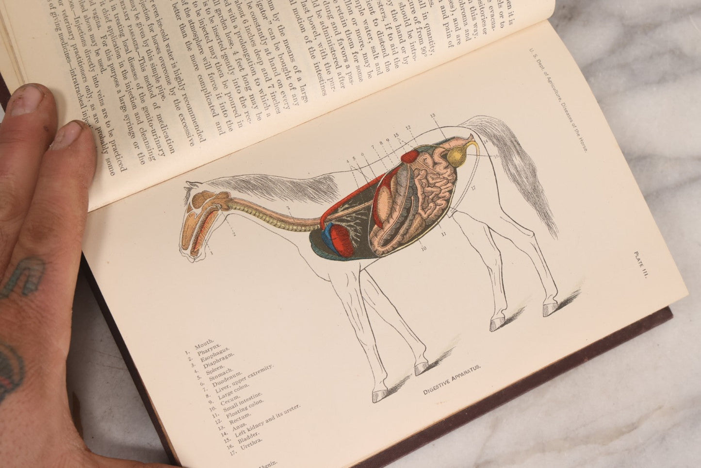 Lot 314 - "Diseases Of The Horse" Antique Veterinary Reference Book With Chromolithograph Plates, U.S. Department Of Agriculture, Government Printing Office, Washington, 1916