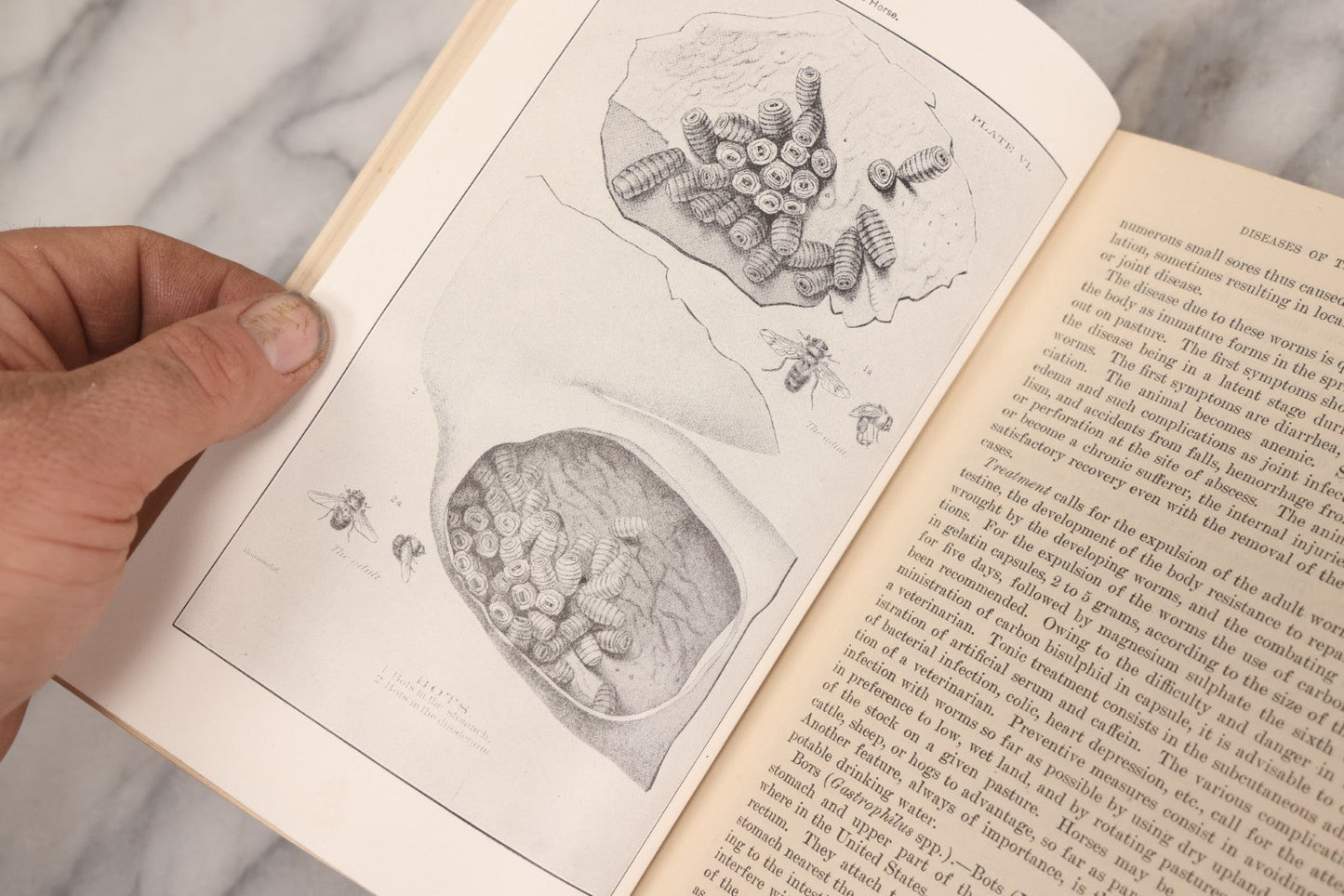 Lot 314 - "Diseases Of The Horse" Antique Veterinary Reference Book With Chromolithograph Plates, U.S. Department Of Agriculture, Government Printing Office, Washington, 1916