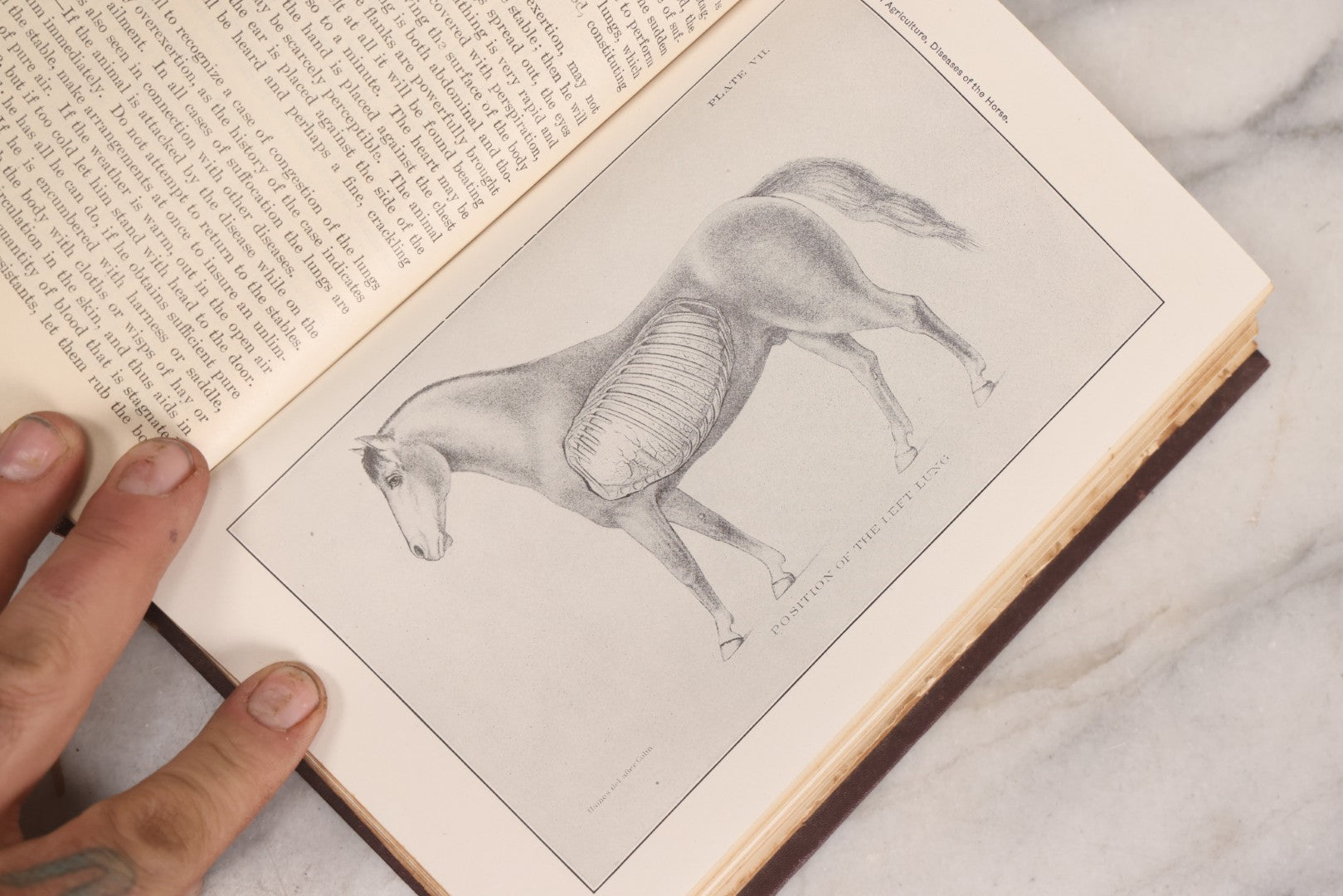 Lot 314 - "Diseases Of The Horse" Antique Veterinary Reference Book With Chromolithograph Plates, U.S. Department Of Agriculture, Government Printing Office, Washington, 1916