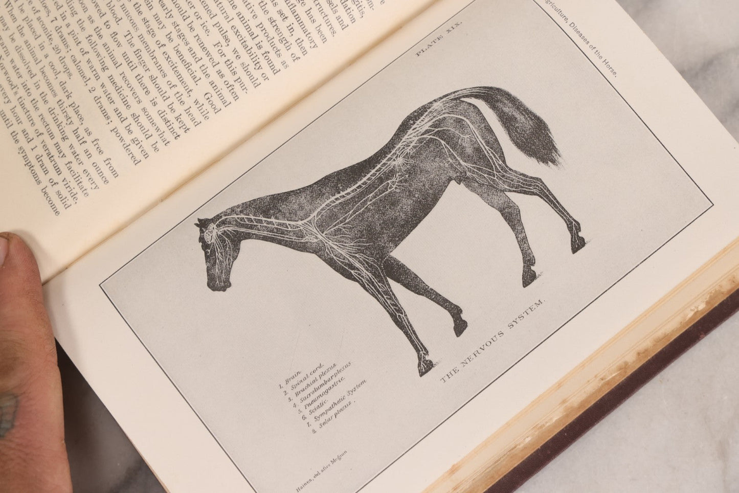 Lot 314 - "Diseases Of The Horse" Antique Veterinary Reference Book With Chromolithograph Plates, U.S. Department Of Agriculture, Government Printing Office, Washington, 1916