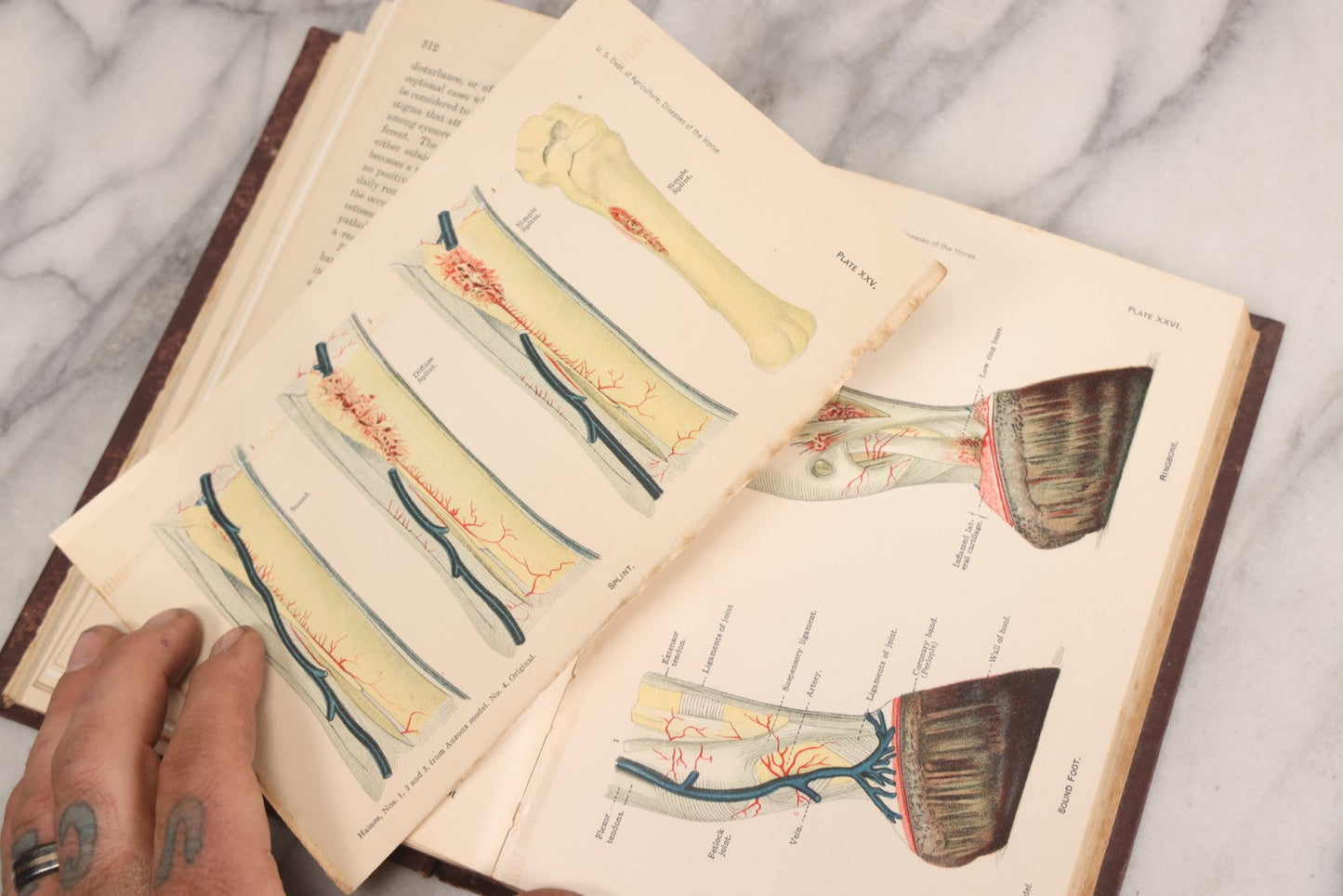 Lot 314 - "Diseases Of The Horse" Antique Veterinary Reference Book With Chromolithograph Plates, U.S. Department Of Agriculture, Government Printing Office, Washington, 1916