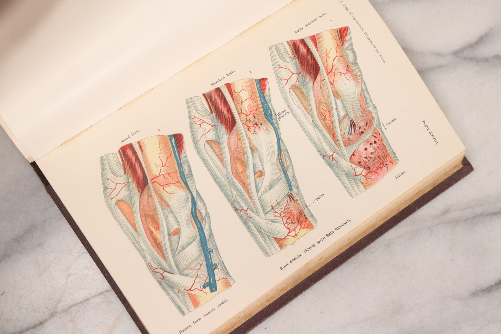 Lot 314 - "Diseases Of The Horse" Antique Veterinary Reference Book With Chromolithograph Plates, U.S. Department Of Agriculture, Government Printing Office, Washington, 1916