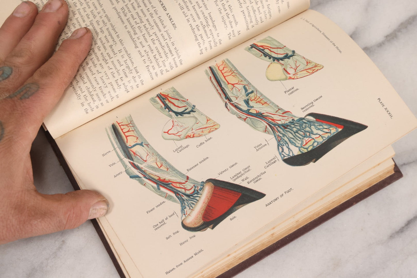 Lot 314 - "Diseases Of The Horse" Antique Veterinary Reference Book With Chromolithograph Plates, U.S. Department Of Agriculture, Government Printing Office, Washington, 1916