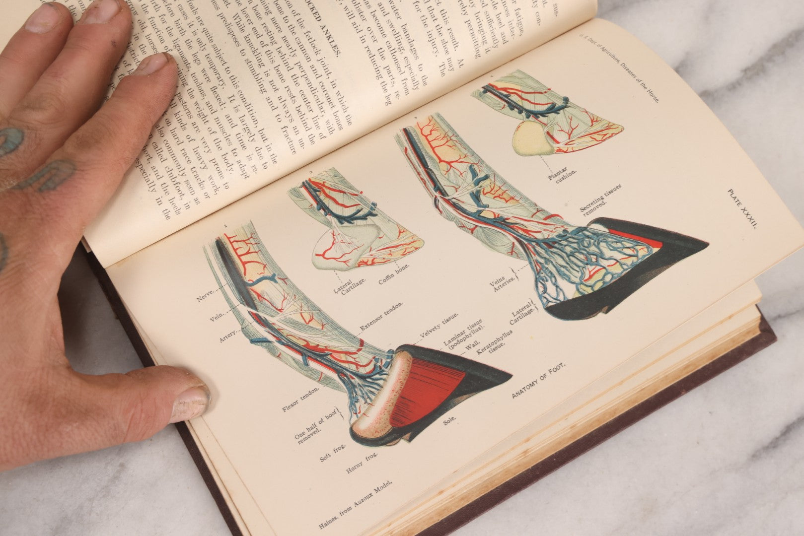 Lot 314 - "Diseases Of The Horse" Antique Veterinary Reference Book With Chromolithograph Plates, U.S. Department Of Agriculture, Government Printing Office, Washington, 1916