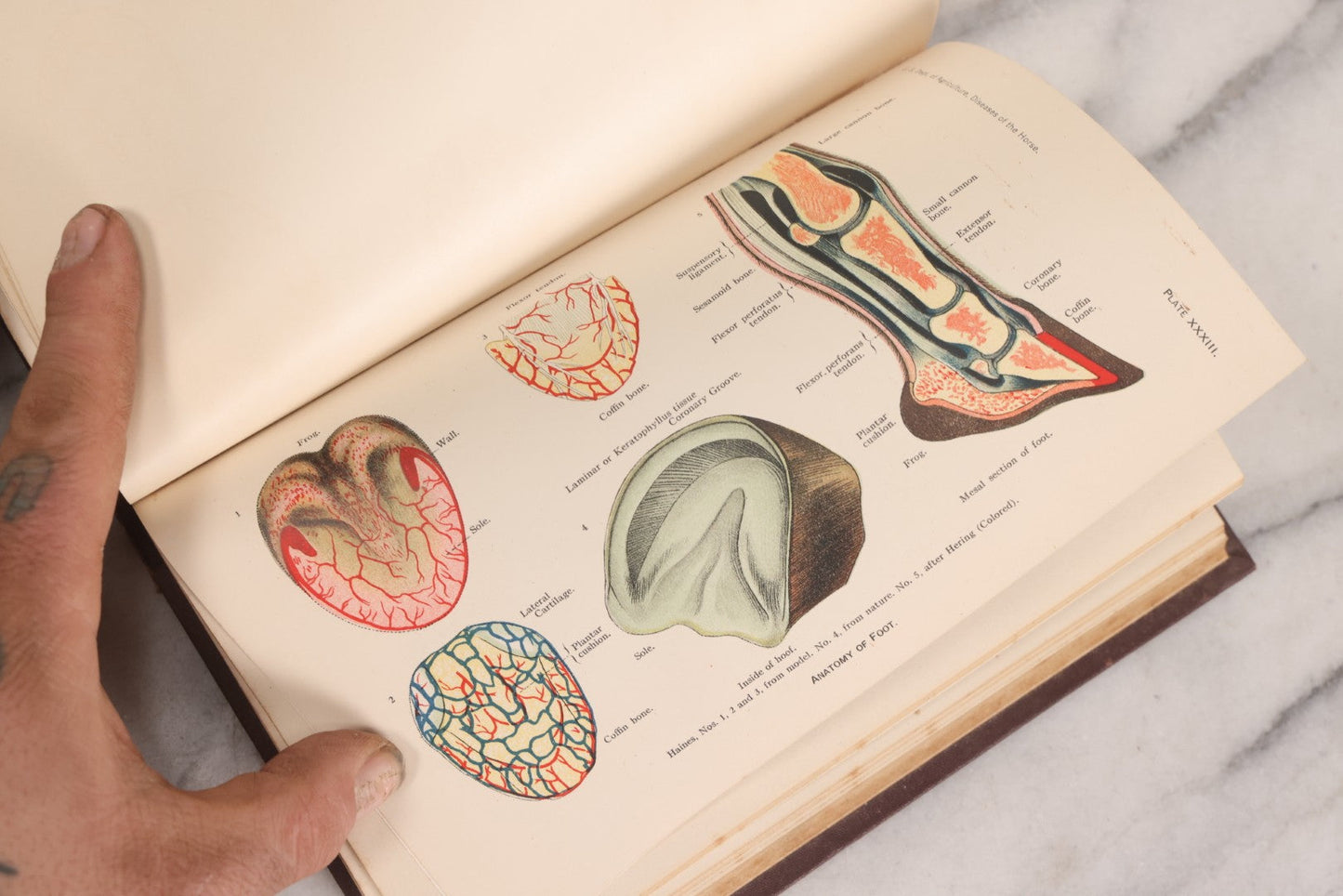 Lot 314 - "Diseases Of The Horse" Antique Veterinary Reference Book With Chromolithograph Plates, U.S. Department Of Agriculture, Government Printing Office, Washington, 1916