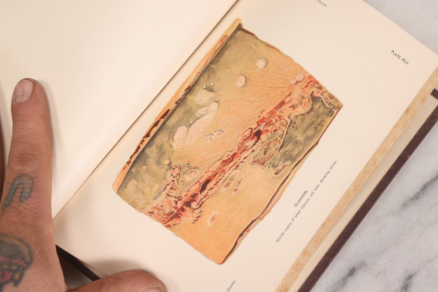 Lot 314 - "Diseases Of The Horse" Antique Veterinary Reference Book With Chromolithograph Plates, U.S. Department Of Agriculture, Government Printing Office, Washington, 1916