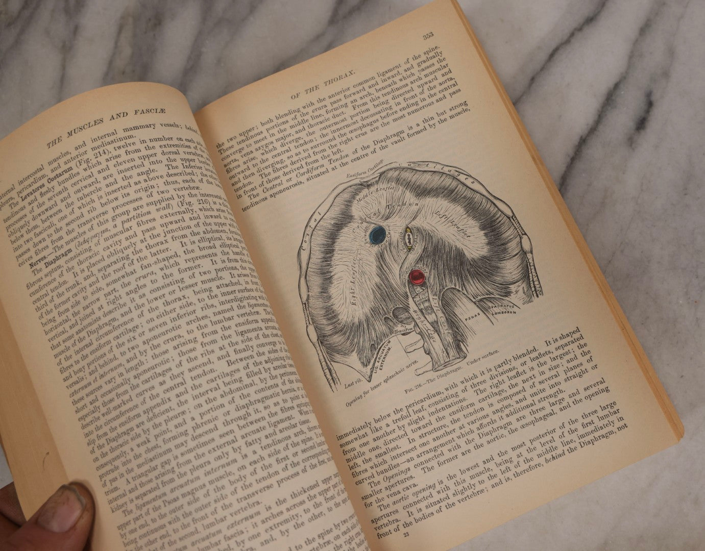 Lot 317 - Pair Of Vintage Medical Textbooks Including "Review Of Medical Physiology" 1981 And "Gray's Anatomy" Classic Collector's Edition With New Illustrations, 1977