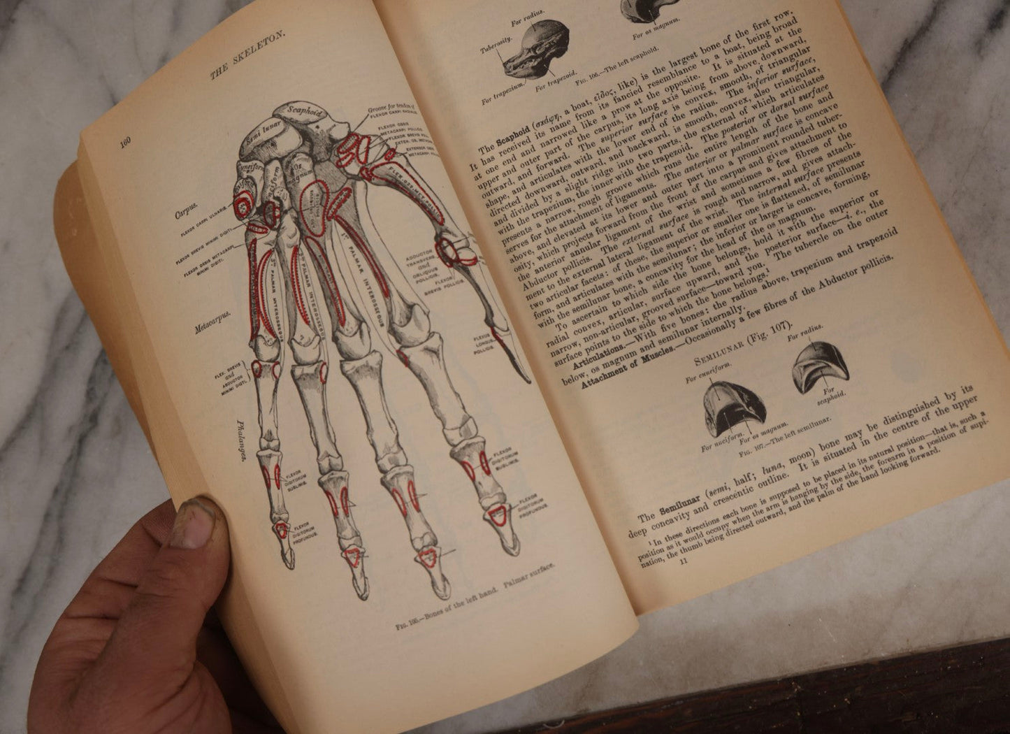 Lot 317 - Pair Of Vintage Medical Textbooks Including "Review Of Medical Physiology" 1981 And "Gray's Anatomy" Classic Collector's Edition With New Illustrations, 1977