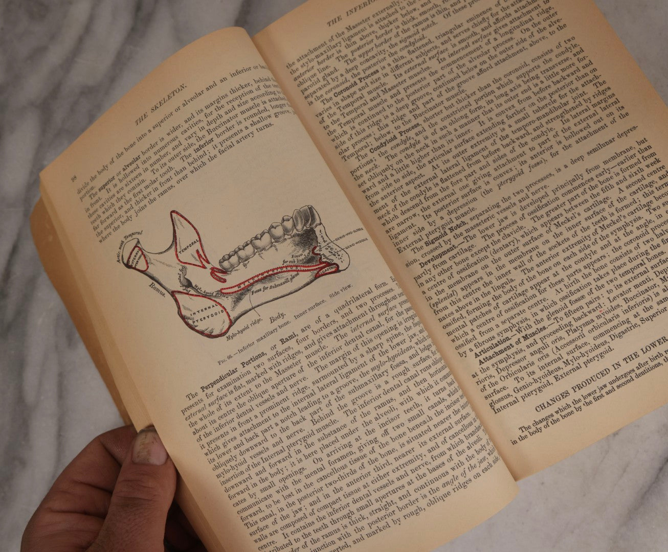 Lot 317 - Pair Of Vintage Medical Textbooks Including "Review Of Medical Physiology" 1981 And "Gray's Anatomy" Classic Collector's Edition With New Illustrations, 1977