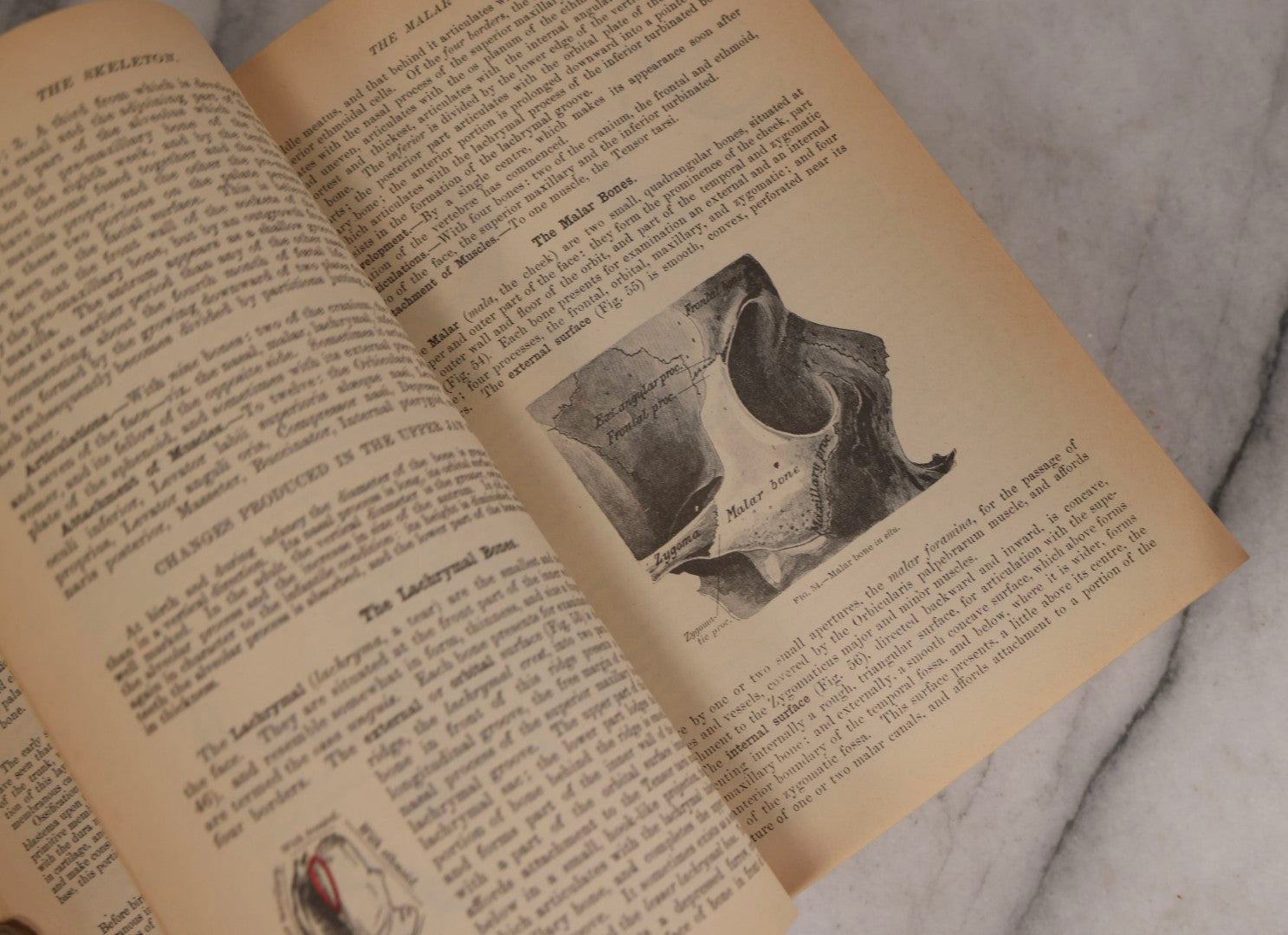 Lot 317 - Pair Of Vintage Medical Textbooks Including "Review Of Medical Physiology" 1981 And "Gray's Anatomy" Classic Collector's Edition With New Illustrations, 1977