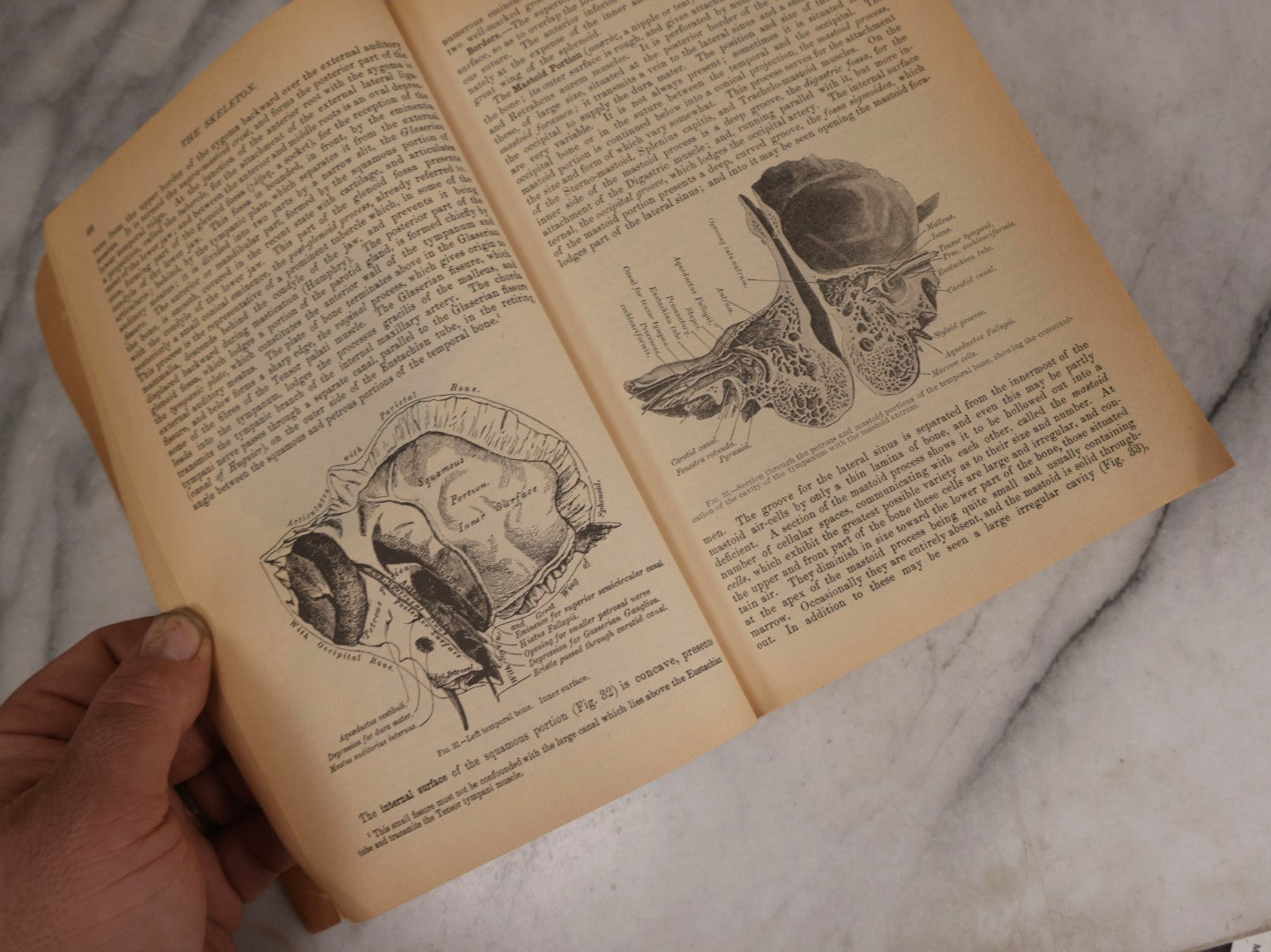 Lot 317 - Pair Of Vintage Medical Textbooks Including "Review Of Medical Physiology" 1981 And "Gray's Anatomy" Classic Collector's Edition With New Illustrations, 1977