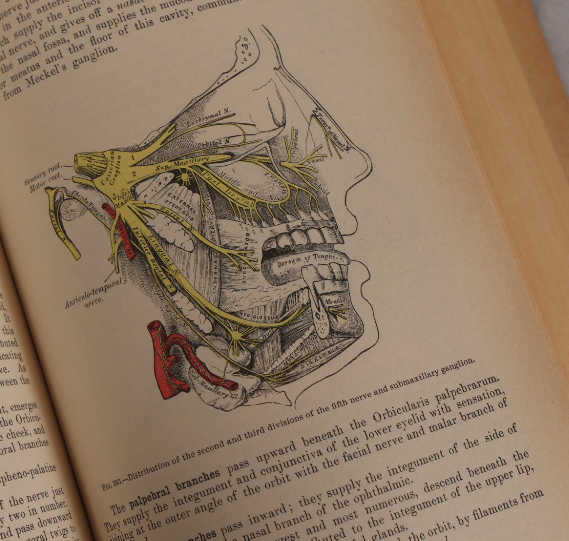 Lot 317 - Pair Of Vintage Medical Textbooks Including "Review Of Medical Physiology" 1981 And "Gray's Anatomy" Classic Collector's Edition With New Illustrations, 1977