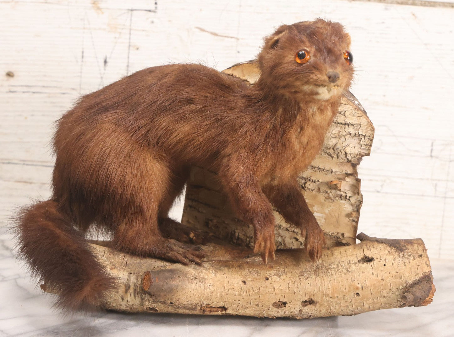 Lot 017 - Vintage Taxidermy Mink Mounted On Birch Log Base, 8-1/2" H
