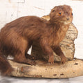 Lot 017 - Vintage Taxidermy Mink Mounted On Birch Log Base, 8-1/2" H
