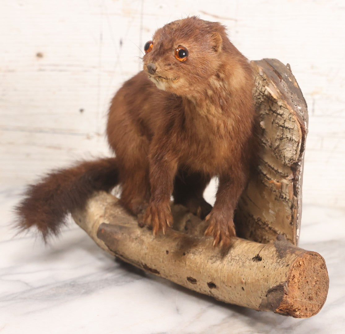 Lot 017 - Vintage Taxidermy Mink Mounted On Birch Log Base, 8-1/2" H