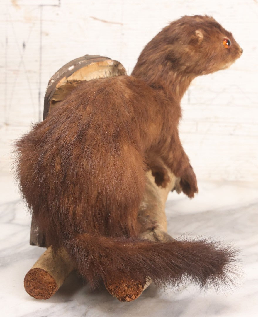 Lot 017 - Vintage Taxidermy Mink Mounted On Birch Log Base, 8-1/2" H