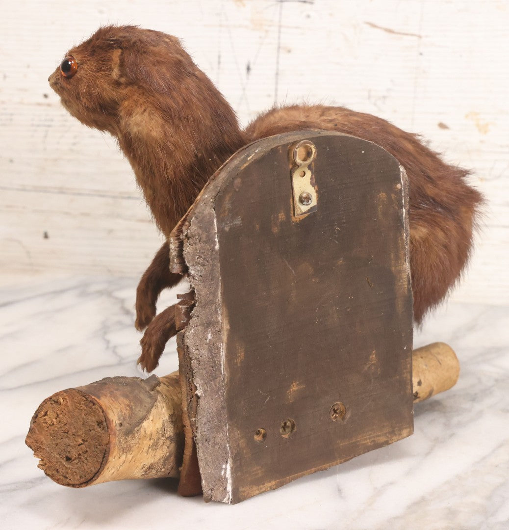 Lot 017 - Vintage Taxidermy Mink Mounted On Birch Log Base, 8-1/2" H