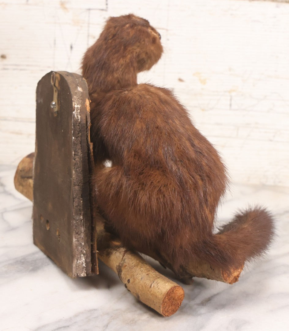 Lot 017 - Vintage Taxidermy Mink Mounted On Birch Log Base, 8-1/2" H