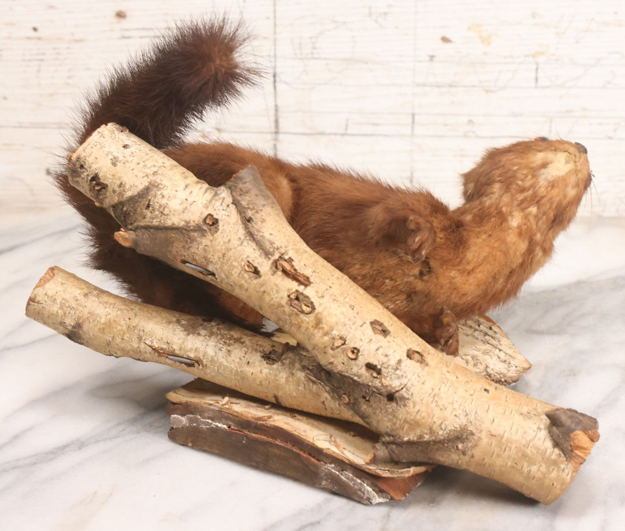 Lot 017 - Vintage Taxidermy Mink Mounted On Birch Log Base, 8-1/2" H