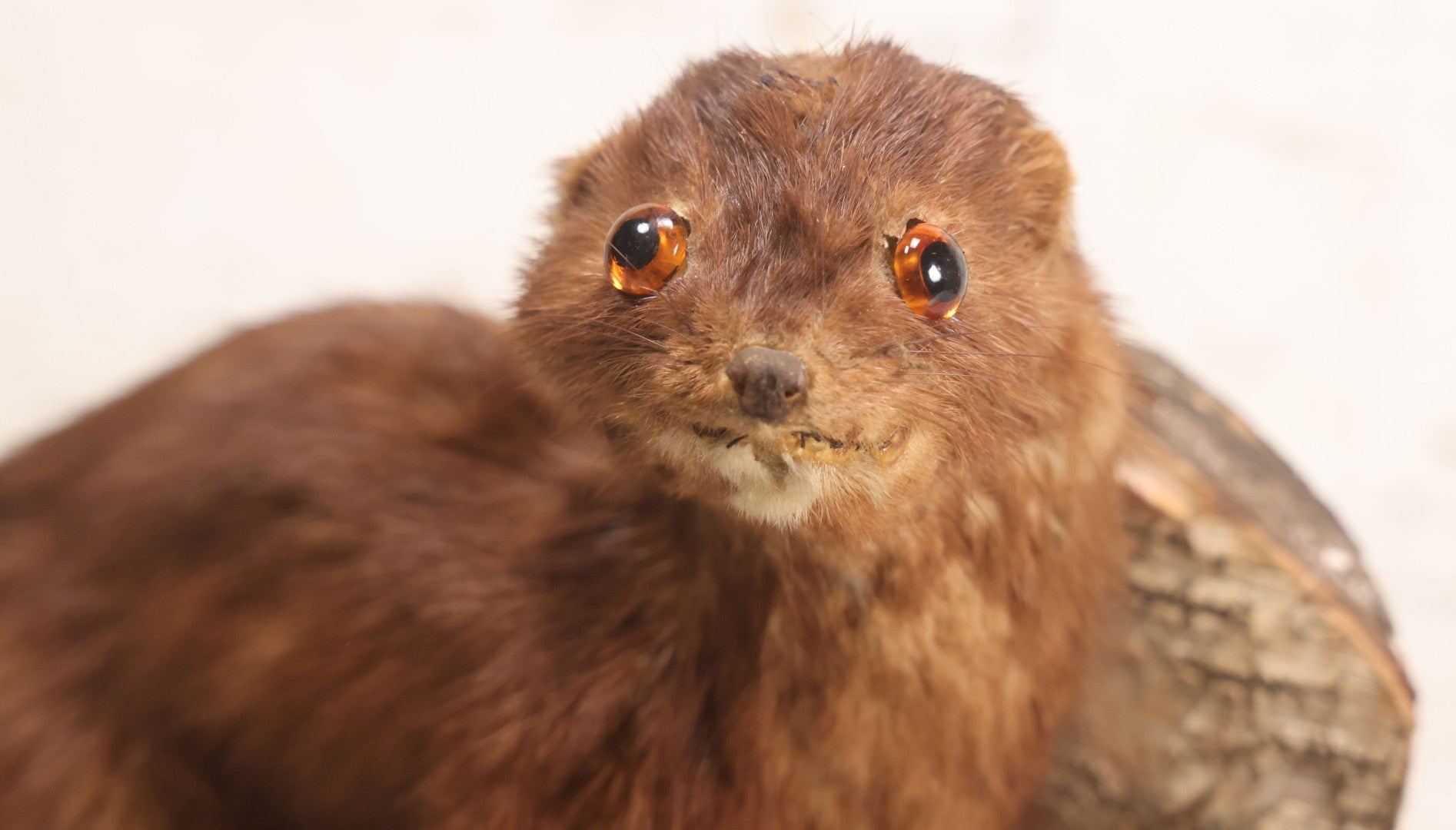 Lot 017 - Vintage Taxidermy Mink Mounted On Birch Log Base, 8-1/2" H