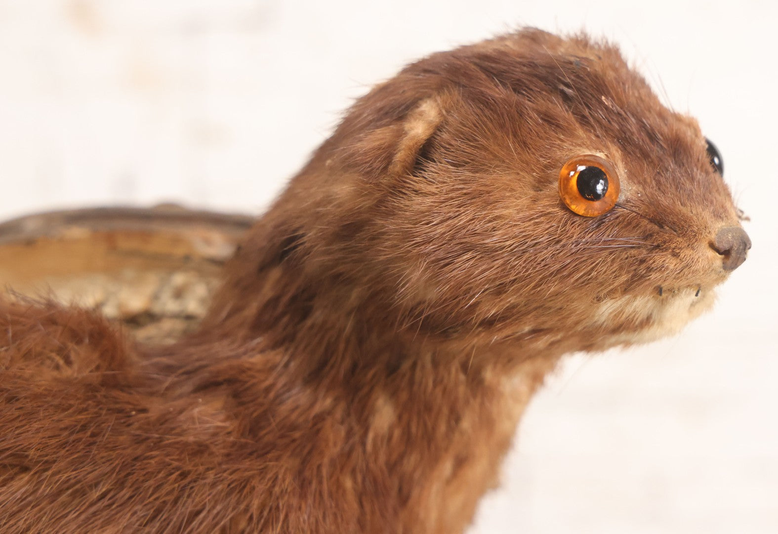 Lot 017 - Vintage Taxidermy Mink Mounted On Birch Log Base, 8-1/2" H