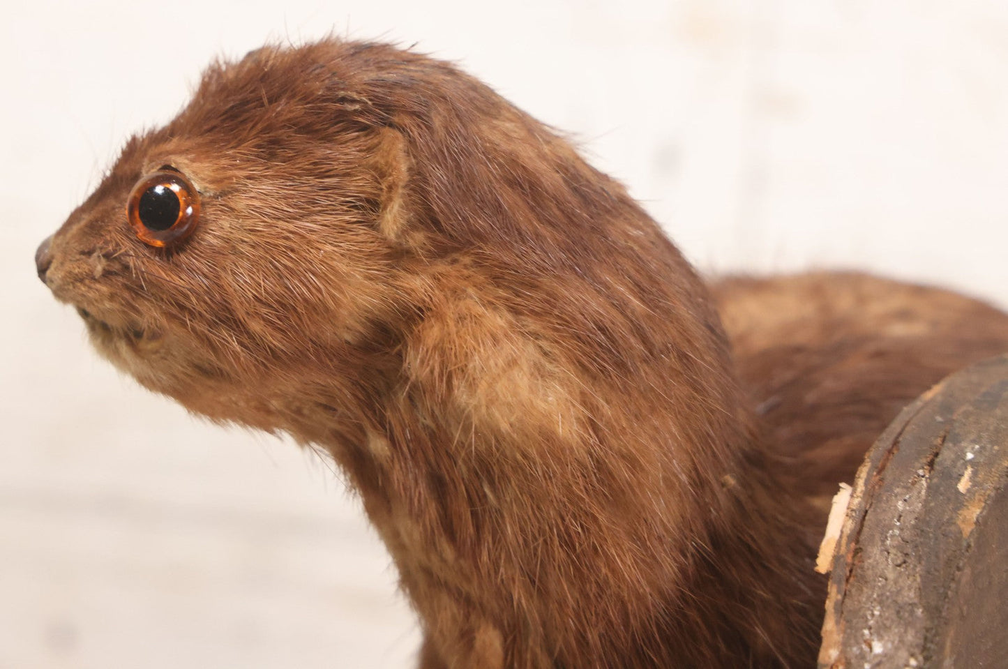Lot 017 - Vintage Taxidermy Mink Mounted On Birch Log Base, 8-1/2" H