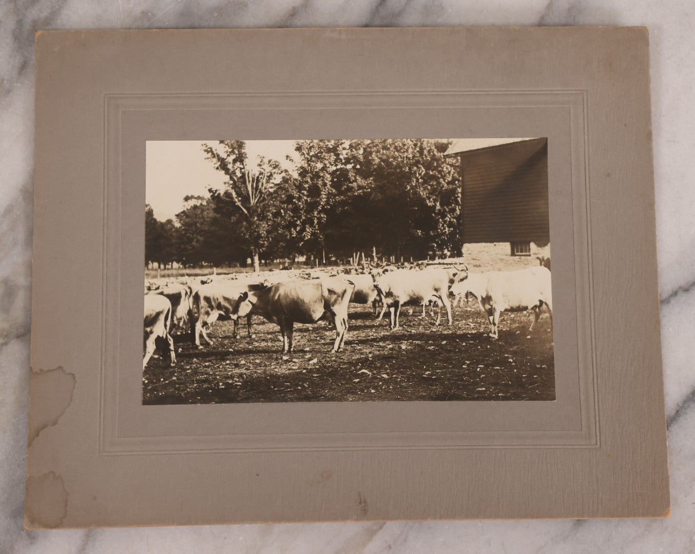 Lot 176 - Trio Of Antique Boarded Photographs Including Dairy Cattle, Horse Racing Scene, And Large Outdoor Group Portrait, Circa Early 1900s
