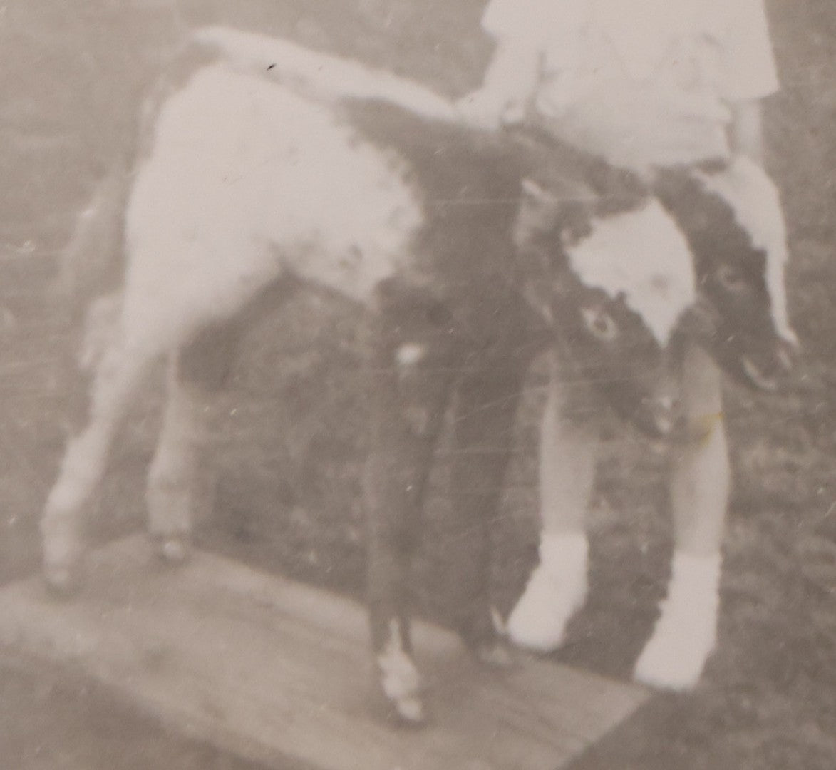 Lot 183 - Vintage Snapshot Photograph Of Little Girl Posing With Two Headed Calf Taxidermy