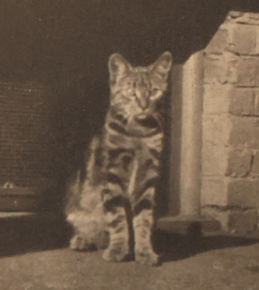 Lot 187 - Grouping Of 13 Pieces Miscellaneous Antique And Vintage Cat Ephemera Including Postcards, Mounted Photographs, And Snapshots