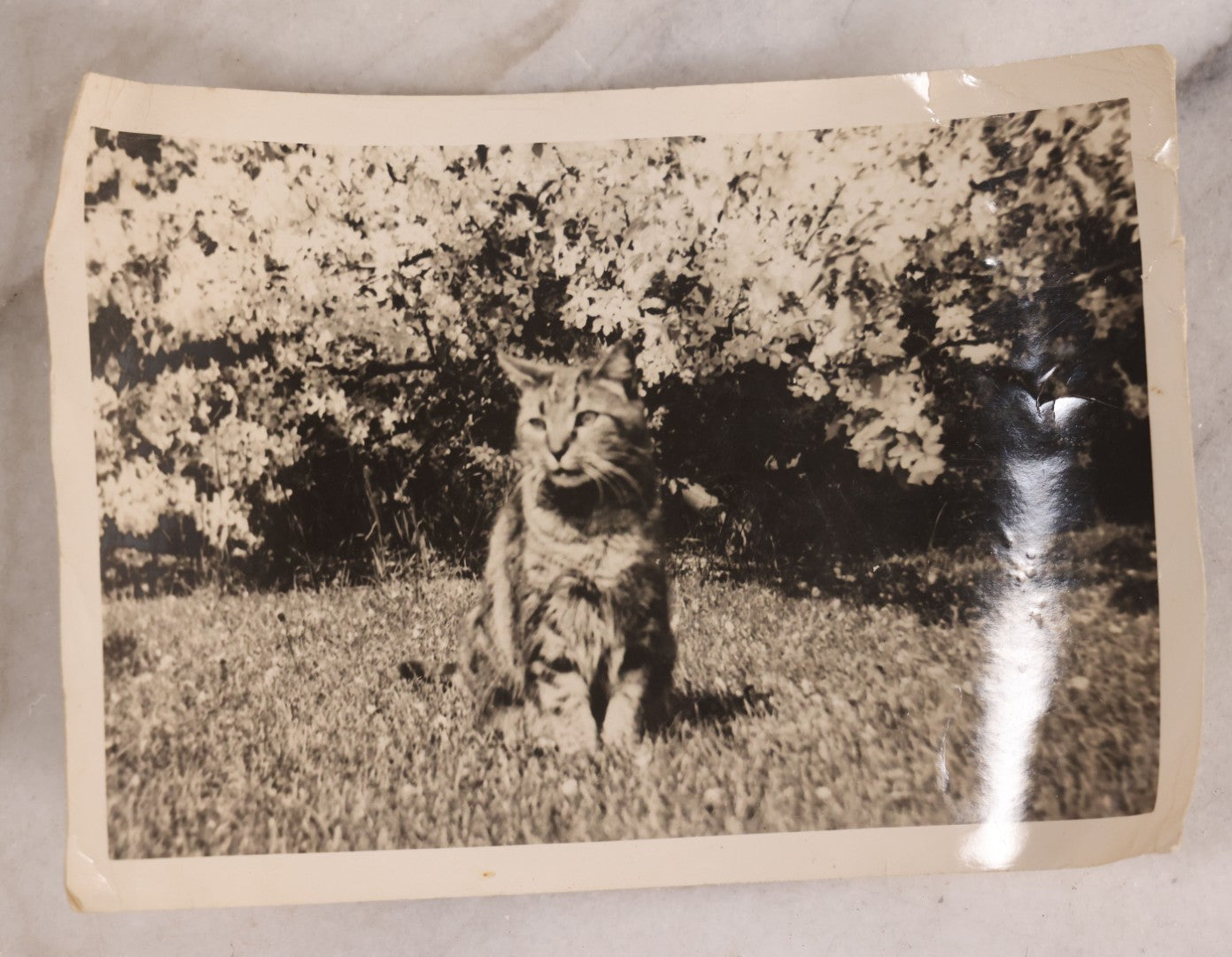 Lot 187 - Grouping Of 13 Pieces Miscellaneous Antique And Vintage Cat Ephemera Including Postcards, Mounted Photographs, And Snapshots
