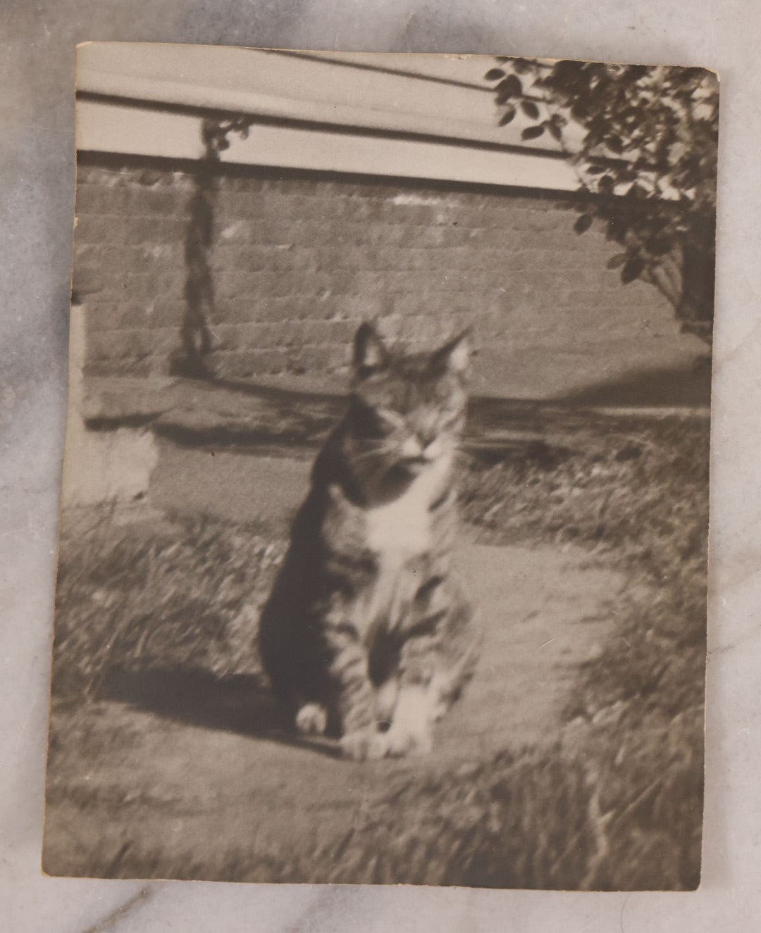 Lot 187 - Grouping Of 13 Pieces Miscellaneous Antique And Vintage Cat Ephemera Including Postcards, Mounted Photographs, And Snapshots