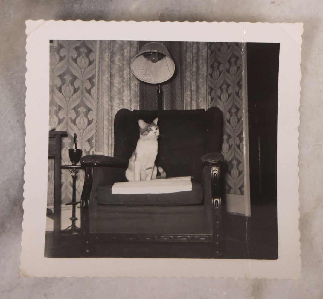 Lot 187 - Grouping Of 13 Pieces Miscellaneous Antique And Vintage Cat Ephemera Including Postcards, Mounted Photographs, And Snapshots