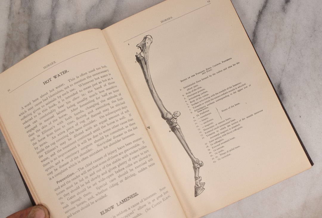 Lot 235 - "Elliman's Embrocation" Antique Veterinary First Aid Booklet For Horses, Dogs, Birds, Cattle, Published By Elliman, Sons & Co., Slough, England, 1902