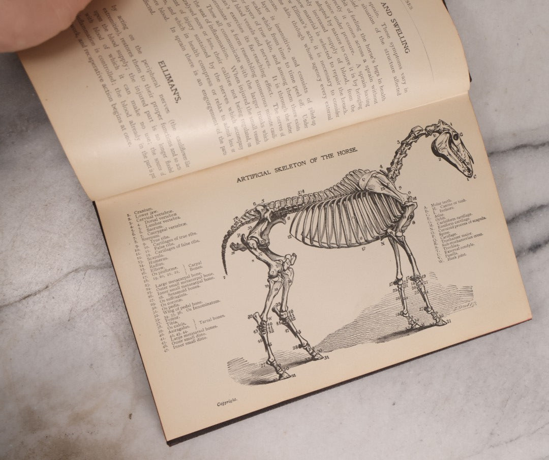 Lot 235 - "Elliman's Embrocation" Antique Veterinary First Aid Booklet For Horses, Dogs, Birds, Cattle, Published By Elliman, Sons & Co., Slough, England, 1902