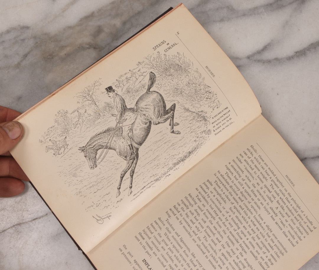 Lot 235 - "Elliman's Embrocation" Antique Veterinary First Aid Booklet For Horses, Dogs, Birds, Cattle, Published By Elliman, Sons & Co., Slough, England, 1902