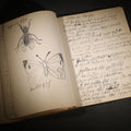 Lot 096 - Antique Handwritten Biology Notebook With Hand-Drawn Insect And Animal Illustrations, George T. Cullom, Lexington, Missouri, Marbled Paper Covers